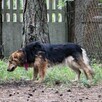 Mona i Leo rodzeństwo szuka domu z ogrodem 5l. małe - 11