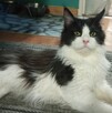 Maine coon - 2