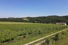 Winnica, nowy dom, duża działka, zyskowny biznes - 3
