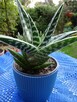 Do Kolekcjii Aloes Pstry Tygrysi Aloe Variagata Kaktus - 7
