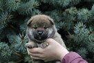 Shiba inu piesek do odbioru grudzień ZKWP/FCI - 2