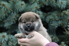 Shiba inu piesek do odbioru grudzień ZKWP/FCI - 3