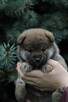 Shiba inu piesek do odbioru grudzień ZKWP/FCI - 6