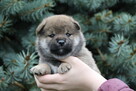 Shiba inu piesek do odbioru grudzień ZKWP/FCI - 4