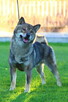 Shiba inu piesek do odbioru grudzień ZKWP/FCI - 11