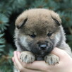 Shiba inu piesek do odbioru grudzień ZKWP/FCI - 1