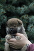 Shiba inu piesek do odbioru grudzień ZKWP/FCI - 7