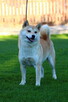 Shiba inu piesek do odbioru grudzień ZKWP/FCI - 9