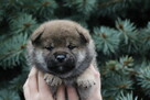Shiba inu piesek do odbioru grudzień ZKWP/FCI - 8