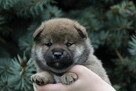 Shiba inu piesek do odbioru grudzień ZKWP/FCI - 5