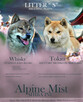 Shiba inu piesek do odbioru grudzień ZKWP/FCI - 10
