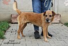 Kropek czeka na nowy dom - 2