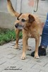 Kropek czeka na nowy dom - 8