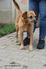 Kropek czeka na nowy dom - 7