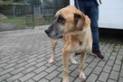Kruszynka cudowna, dzielna sunia - 6