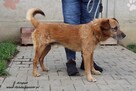 Kropek czeka na nowy dom - 4