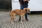 Kruszynka cudowna, dzielna sunia - 8