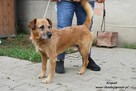 Kropek czeka na nowy dom - 3