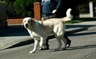 Borys szuka domu, pies, owczarek środkowoazjatycki - 8