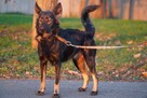 Lolka- aktywna, wesoła. Adopcja. - 2