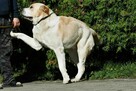Borys szuka domu, pies, owczarek środkowoazjatycki - 6