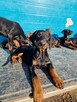 Szczeniaki Doberman - 7