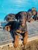 Szczeniaki Doberman - 5