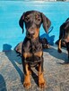 Szczeniaki Doberman - 8