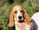Beagle słodka suczka z Hodowli Championów ZKwP (FCI) - 1