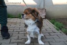 Fif szuka domu - 3
