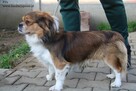Fif szuka domu - 5