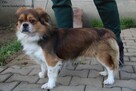Fif szuka domu - 4