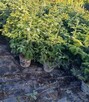 jodła kaukaska rosnąca w donicy, kopana,cięta60-300 - 9