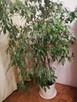 Sprzedam kwiat Ficus benjamina l. - 1