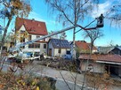 Wycinka i korekta drzew - 4