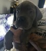 Cane Corso Italiano - 2