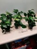 Anubias nana - 2