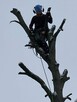 Wycinka drzew metodą alpinistyczną - 6
