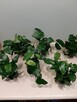 Anubias nana - 3