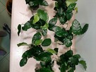 Anubias nana - 6