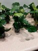 Anubias nana - 4