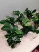 Anubias nana - 5