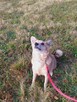 Do adopcji, szuka domu kierownik vel Prezes schro 3letni - 13