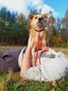 Do adopcji, szuka domu kierownik vel Prezes schro 3letni - 16
