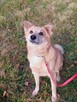 Kochany przyjaciel domu Płowy do adopcji 3letni 14kg - 8