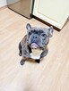 Buldog Francuski - 2