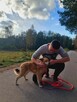 Kochany przyjaciel domu Płowy do adopcji 3letni 14kg - 3