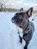 Buldog Francuski - 4