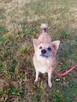Kochany przyjaciel domu Płowy do adopcji 3letni 14kg - 9