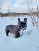 Buldog Francuski - 3